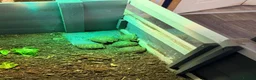 Tortoise reptiles for sale: Horsefield Tortoise - Advert 5