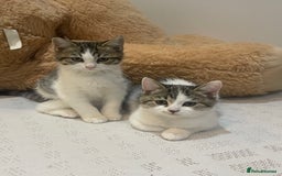 British Shorthair cats for sale: 3 Beautiful female kittens  - Image 7