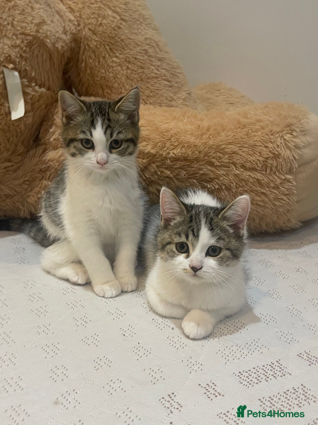 British Shorthair cats for sale: 3 Beautiful female kittens  - Image 7