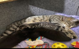 Mixed Breed cats for sale: 2 beautiful 7 weeks old kittens  - Advert 2