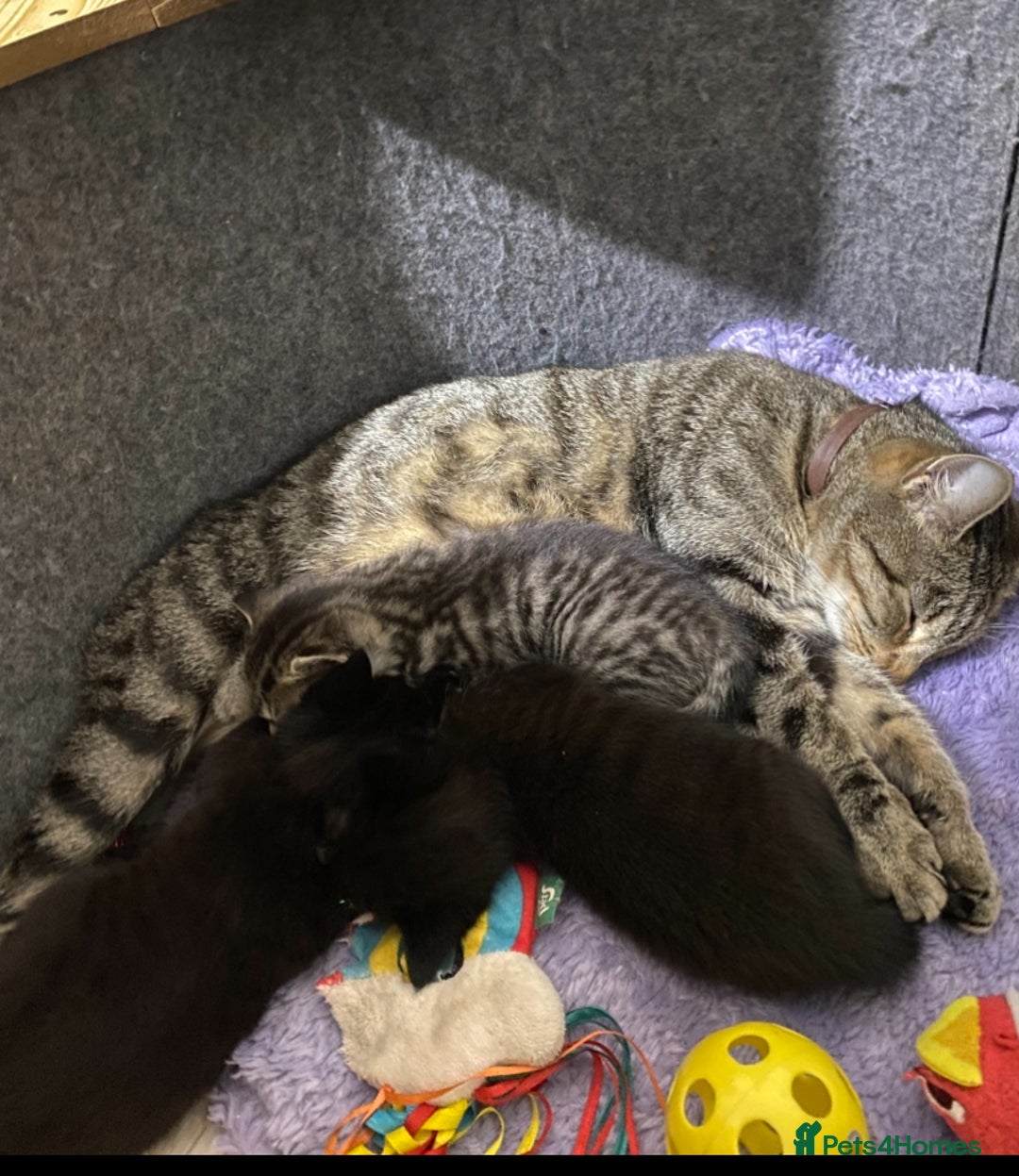 Mixed Breed cats for sale: 2 beautiful 7 weeks old kittens  - Advert 2