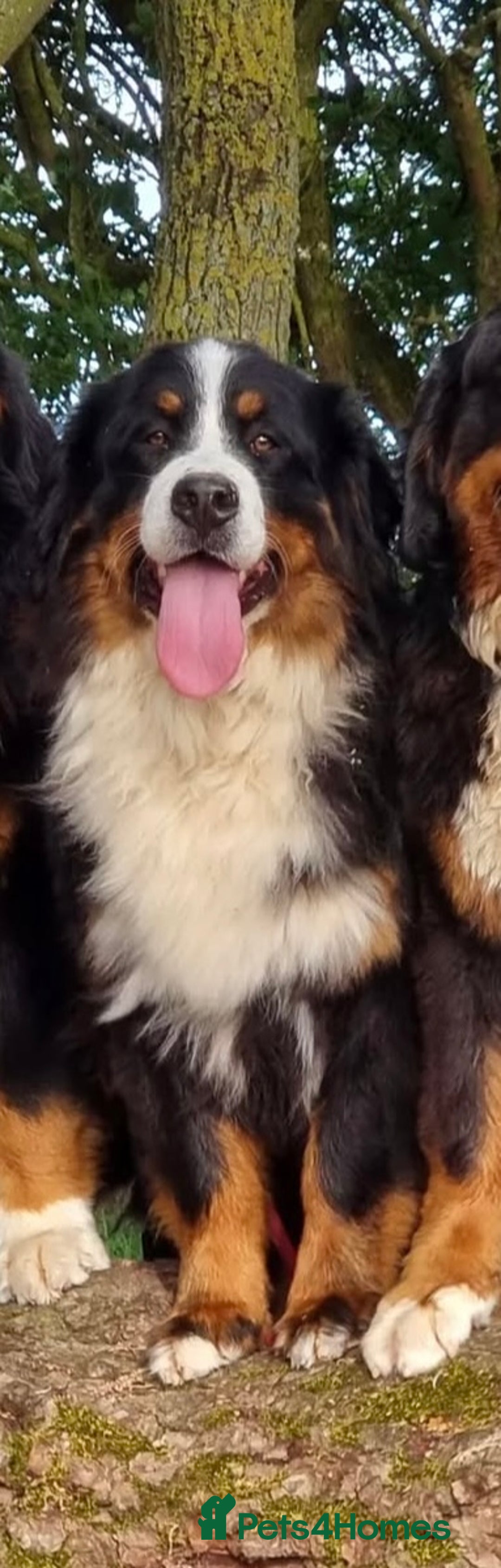 Bernese Mountain Dog dogs for sale: Beautiful Girl looking for her forever home  - Image 4