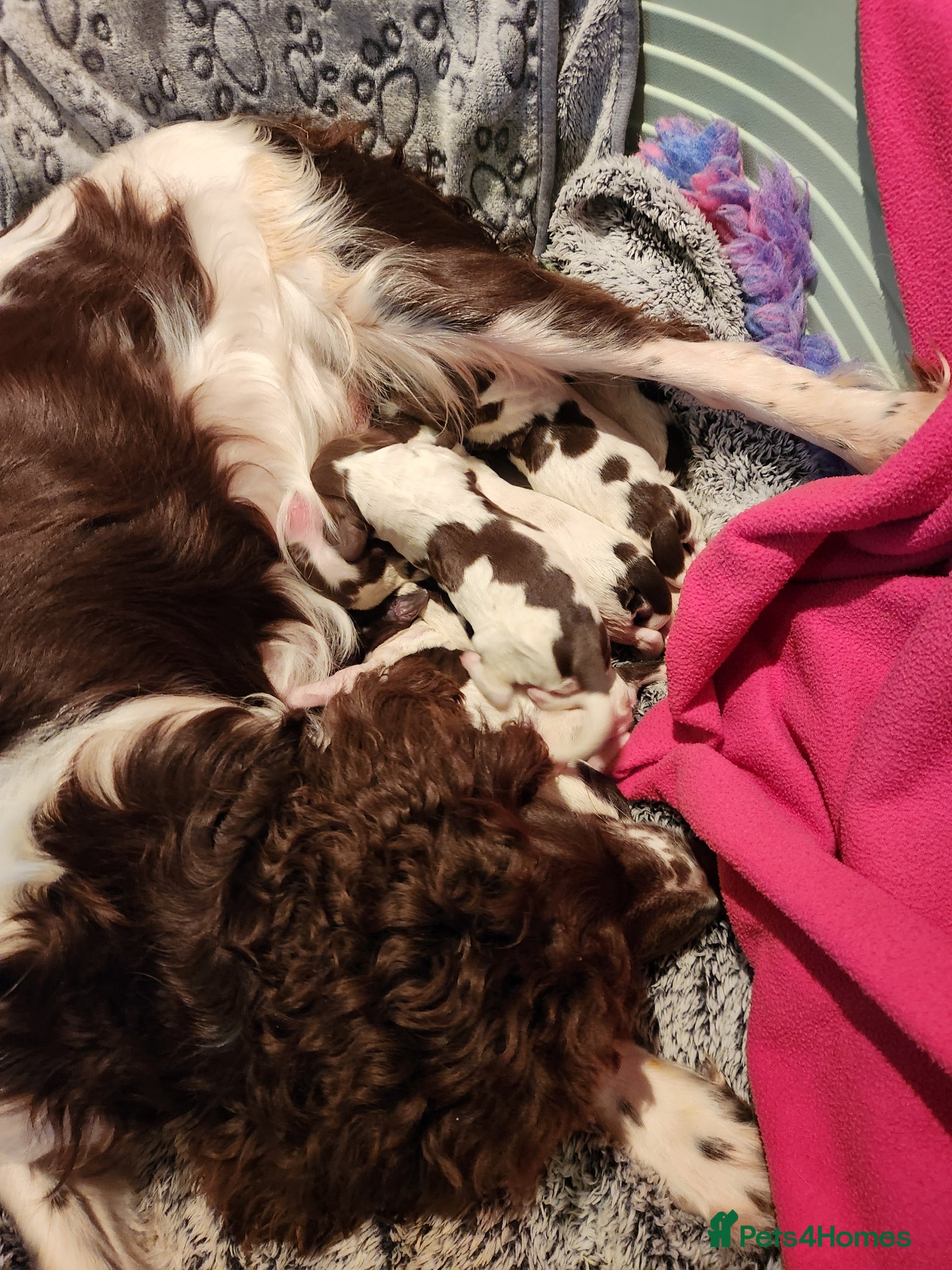 English Springer Spaniel dogs Springer spaniel pups - Advert 1