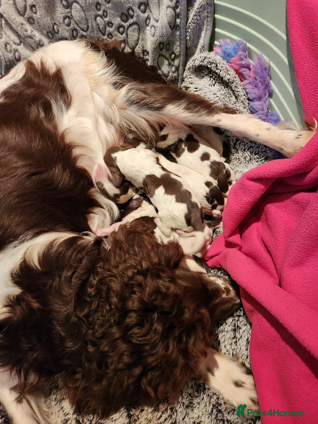 English Springer Spaniel dogs for sale: Springer spaniel pups - Advert 1