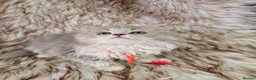 British Shorthair cats for sale: Ready now 2x Kittens Avaliable  - Advert 8