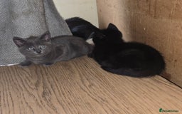 Mixed Breed cats for sale: hello. 4 beautiful kittens ready to leave  - Image 1