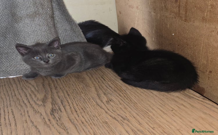 Mixed Breed cats - Advert 14