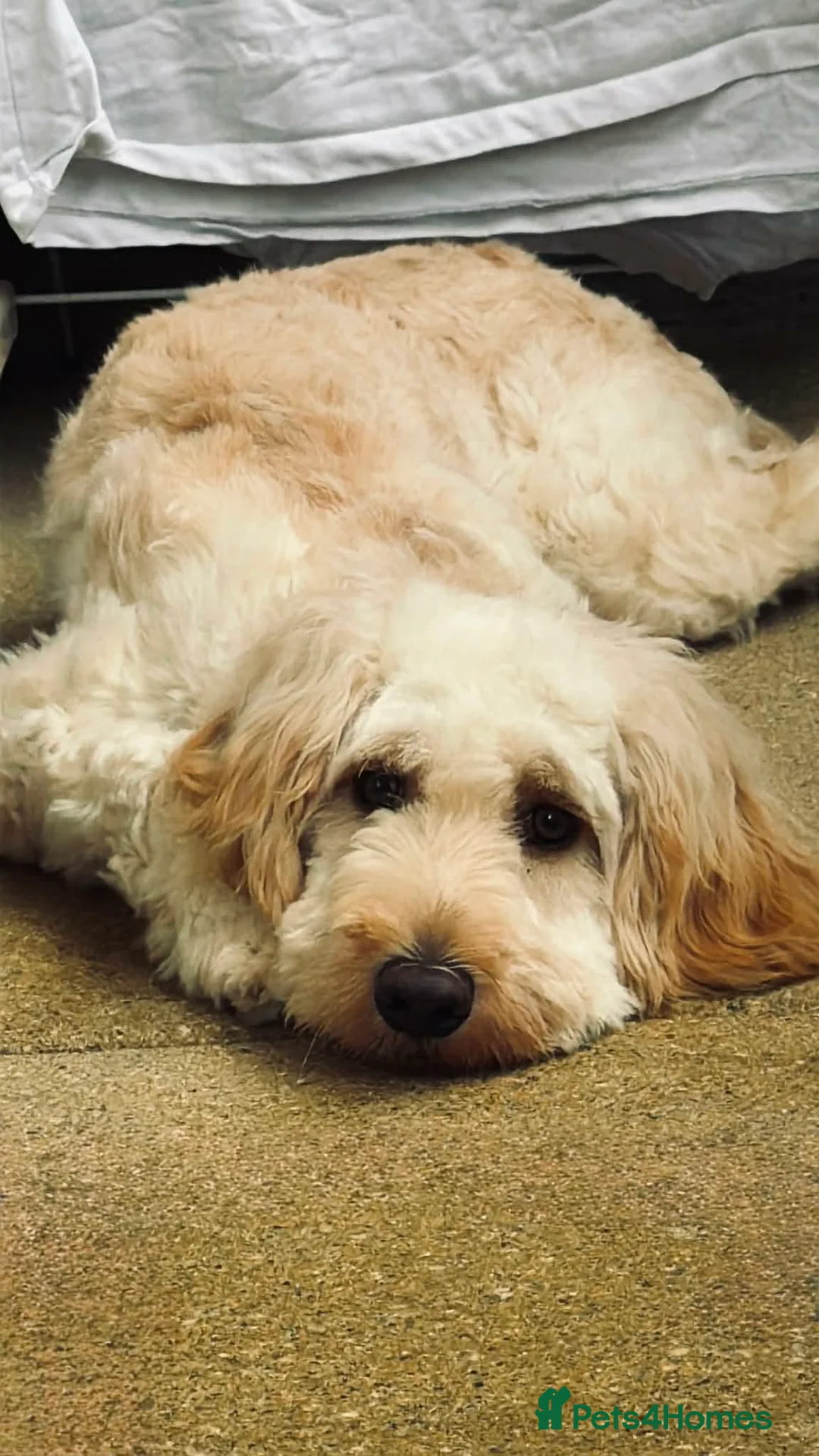 Cockapoo dogs for sale: Eight month female dog for sale  in Hungerford - Advert 2