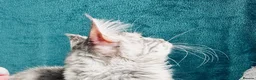 Maine Coon cats for sale: Main Coon 🐈 kittens already now  - Advert 5
