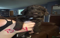 Cockapoo dogs for sale: Beautiful litter of F2 cockapoos  - Image 8