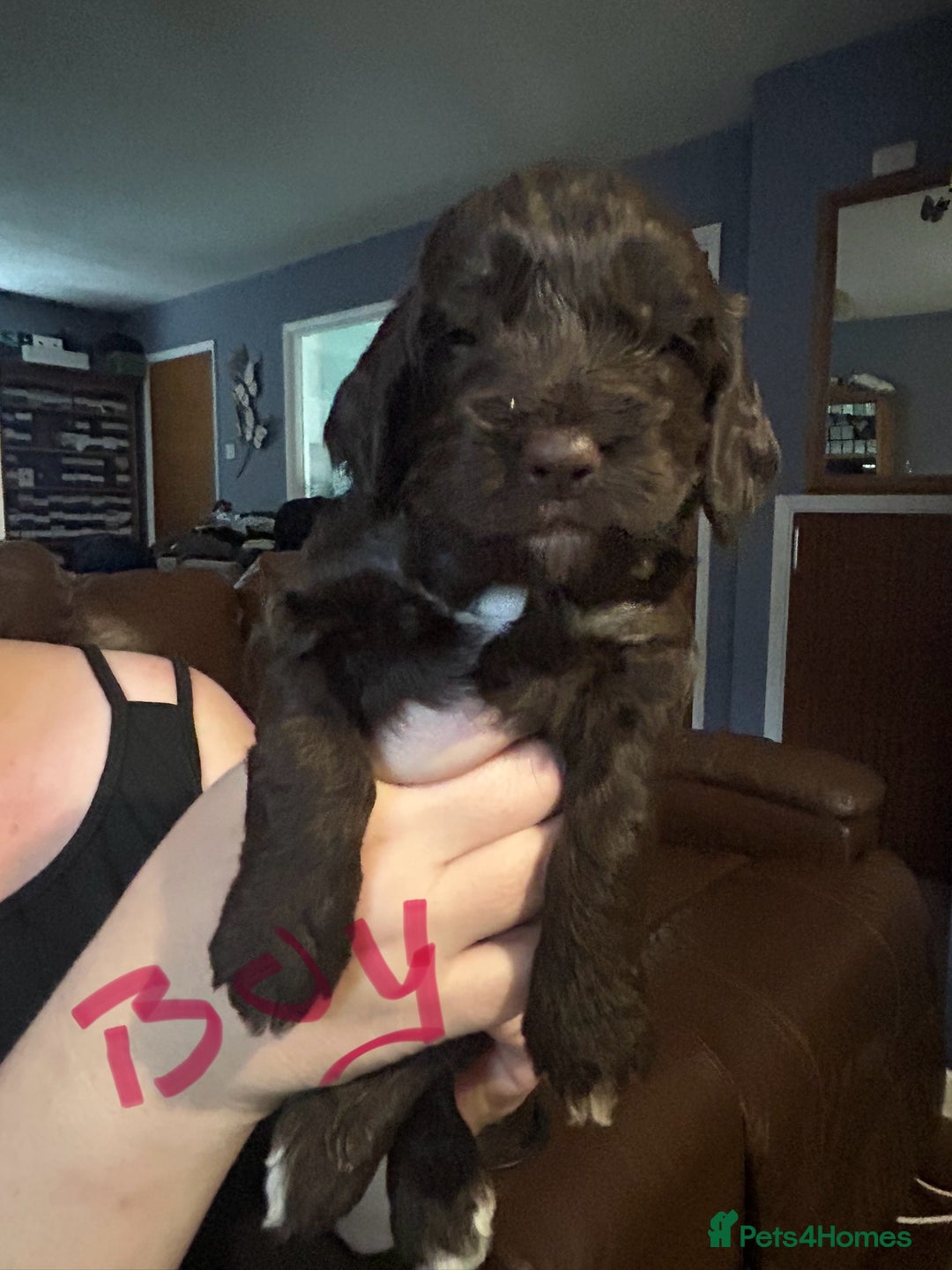 Cockapoo dogs for sale: Beautiful litter of F2 cockapoos  - Image 8