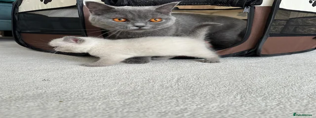 BAL