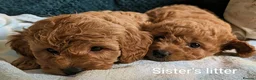 Cavapoo dogs for sale: F1B Deep Fox Red High Quality DNA Clear Puppies  - Advert 17