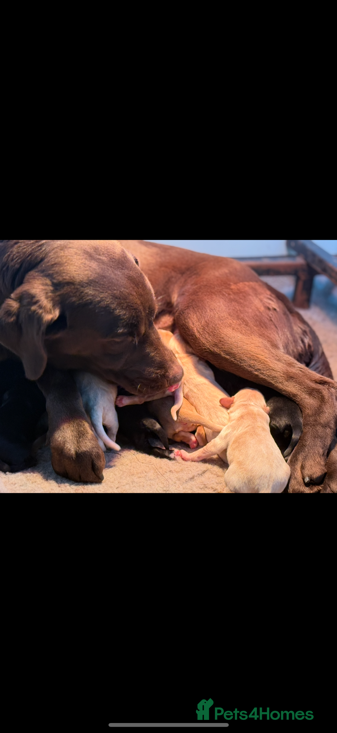 Cockerdor dogs for sale: Beautiful Back and Red Cockerdors  - Advert 4