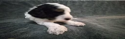 Cockapoo dogs for sale: Beautiful Cockapoo Puppies (5 Boys, 1 Girl) in Doncaster - Advert 35