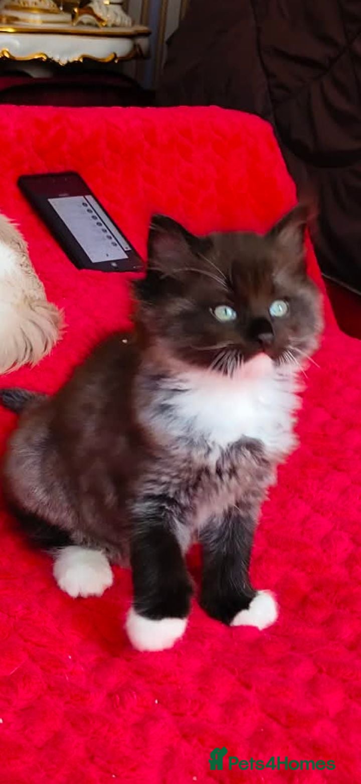 Mixed Breed cats KITTENS - Advert 2