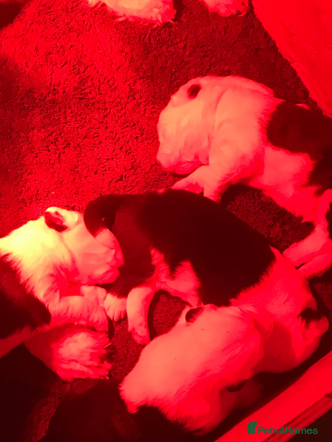 Old English Sheepdog dogs for sale: Kennel Club Reg Old English Sheepdog Puppies - Image 3