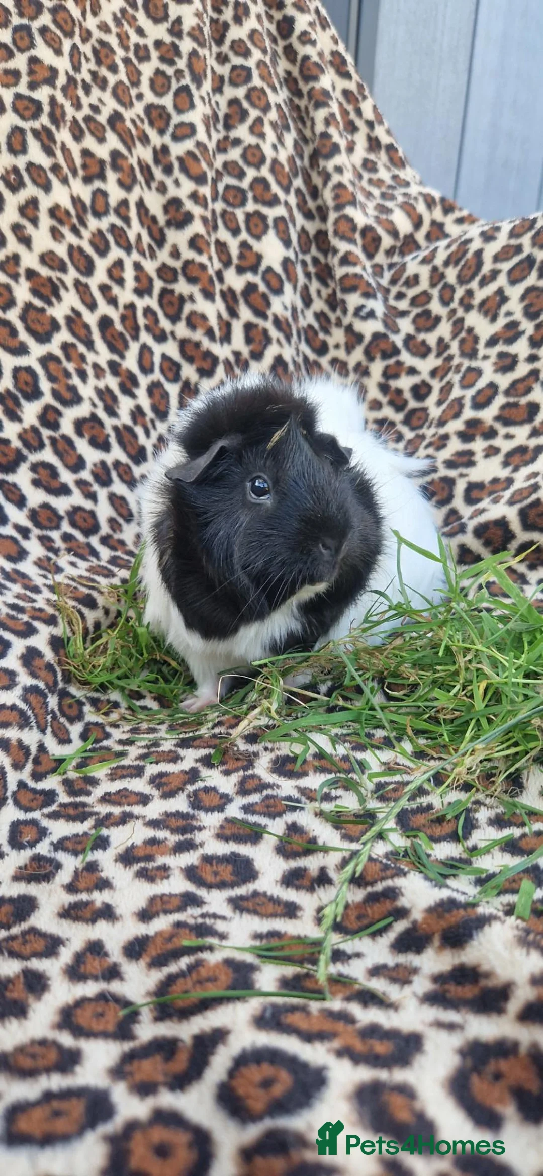 Guinea Pig rodents for sale: Two bond females  - Advert 2
