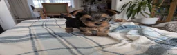 Yorkshire Terrier dogs for sale: Adorable Mini Toy Yorkshire Terrier Puppies - Advert 7