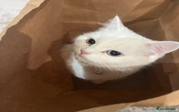 Turkish Angora cats for sale: Coloured eye Turkish angora  - Image 2