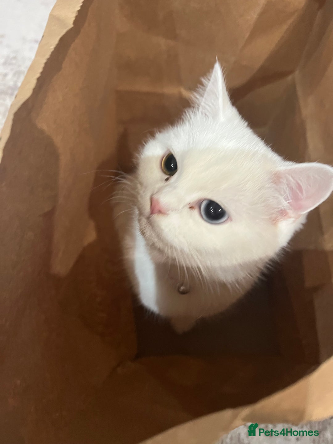 Turkish Angora cats for sale: Coloured eye Turkish angora  - Image 2