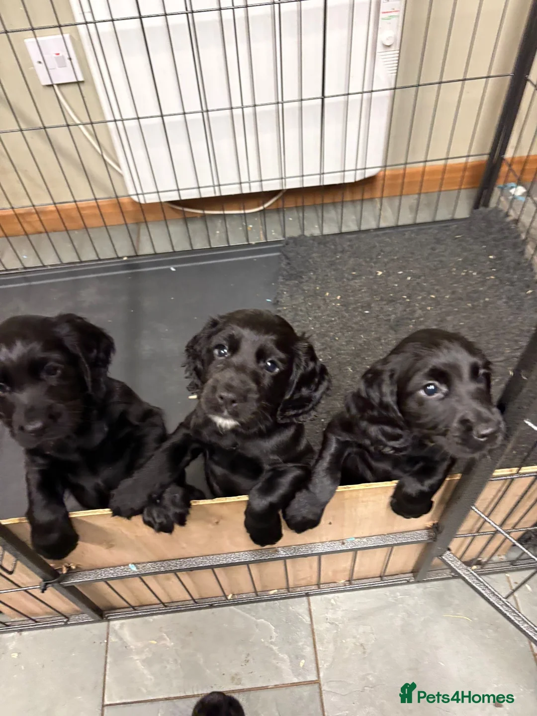 Cocker Spaniel dogs for sale: Cocker Spaniel puppies looking for homes - Advert 1