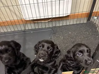 Cocker Spaniel dogs Cocker Spaniel puppies looking for homes - Advert 2