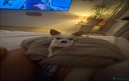 Chihuahua dogs for stud: Teacup Chihuahua for stud - Image 5