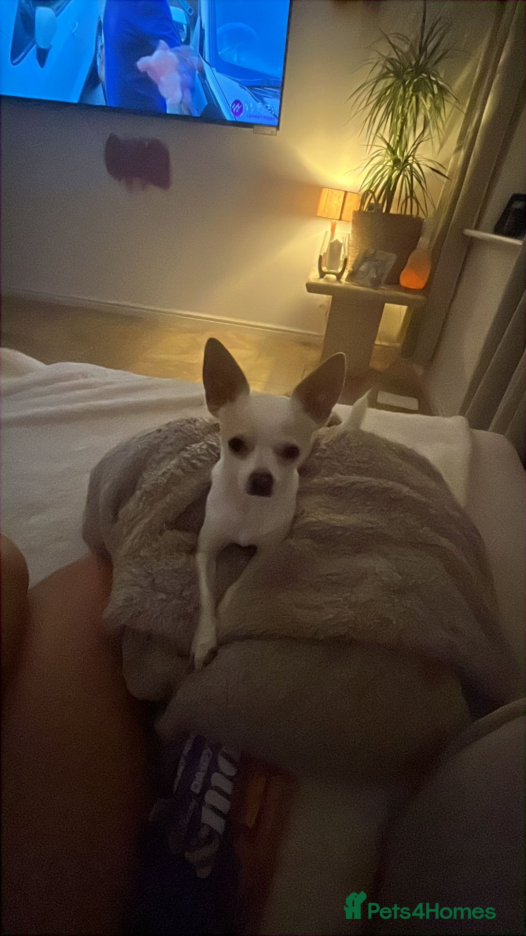 Chihuahua dogs for stud: Teacup Chihuahua for stud - Image 5