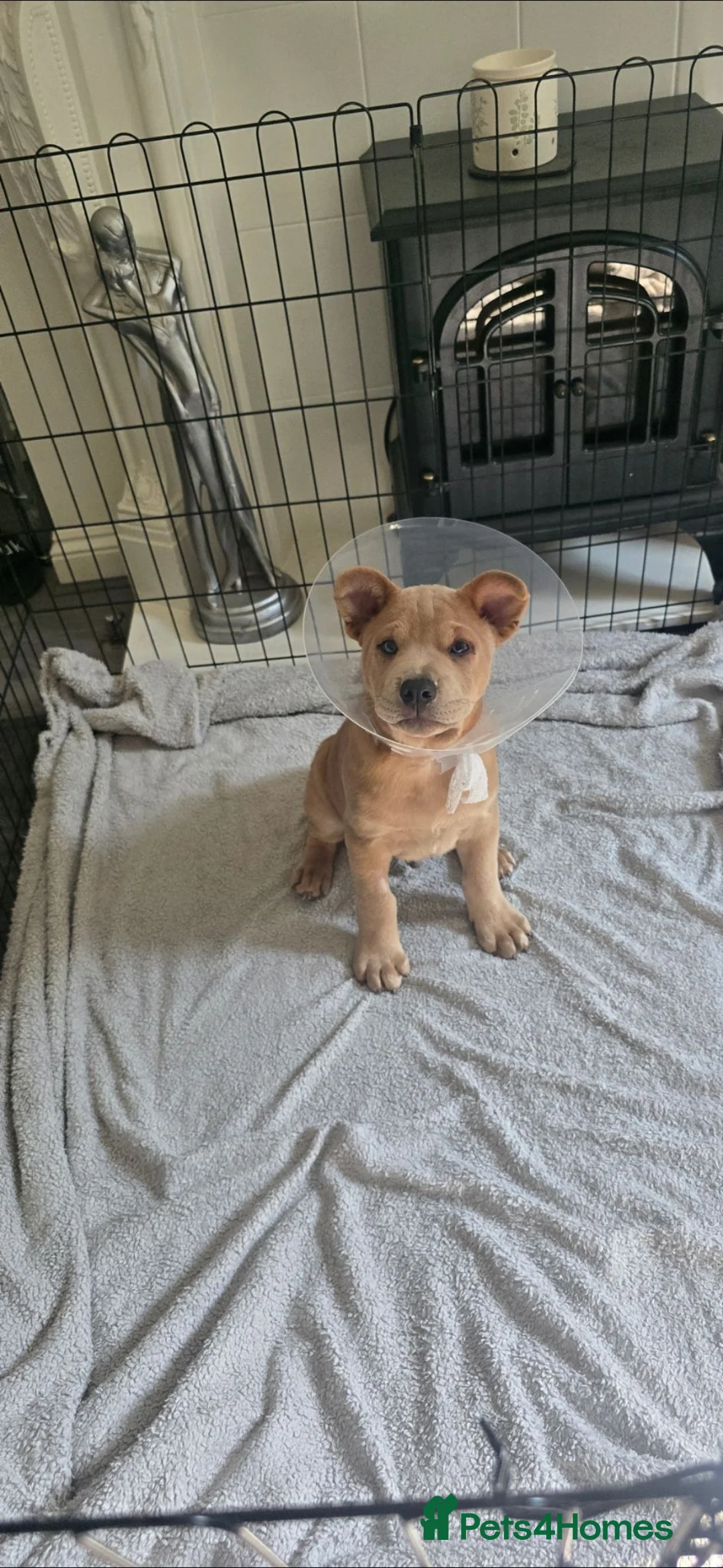 Mixed Breed dogs for sale: Charlie the Chaffy **A special boy**  - Advert 1