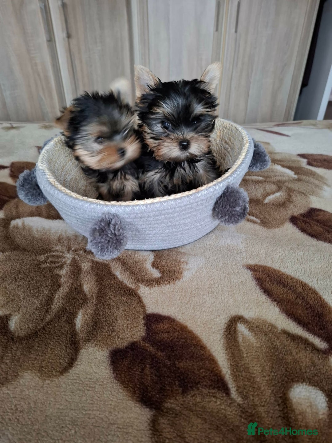 Yorkshire Terrier dogs for sale: Mini Yorkshire Terrier female pups - Advert 2