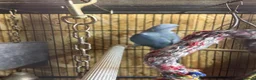 Ringnecks birds for sale: Blue Ringneck Parrot 6 months old - Advert 1