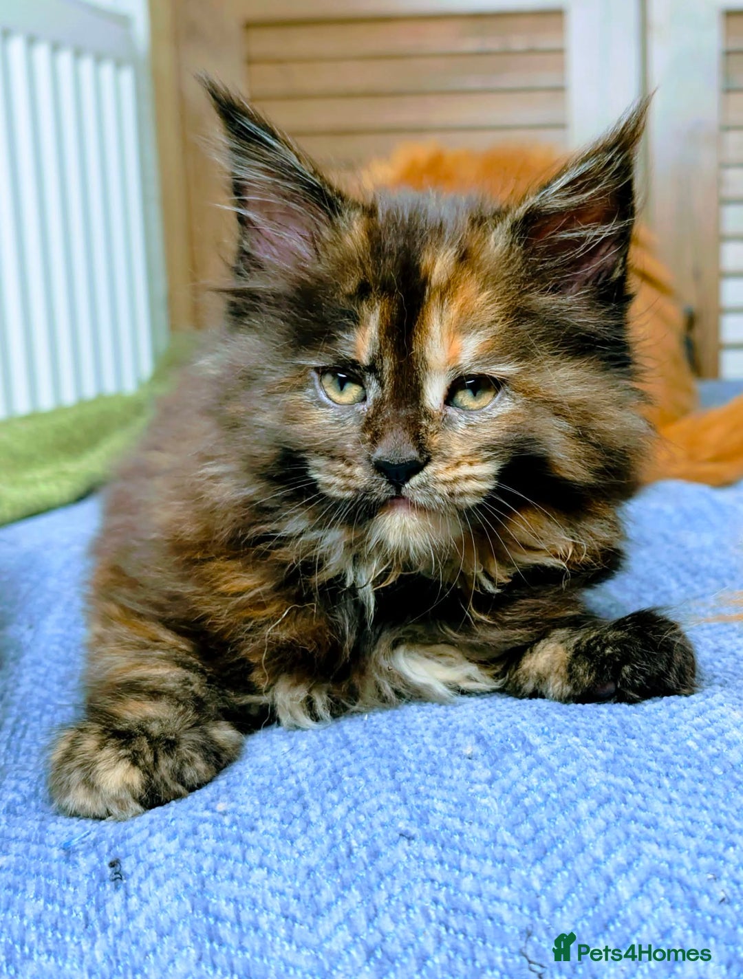 Maine Coon cats for sale: Stunning maine coon kittens  - Advert 15