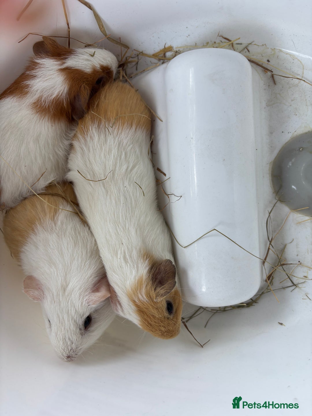 Guinea Pig rodents for sale: 3 x boars 6 weeks - Image 2