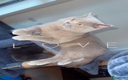 British Shorthair cats for sale: British Shorthair Cat - Advert 6