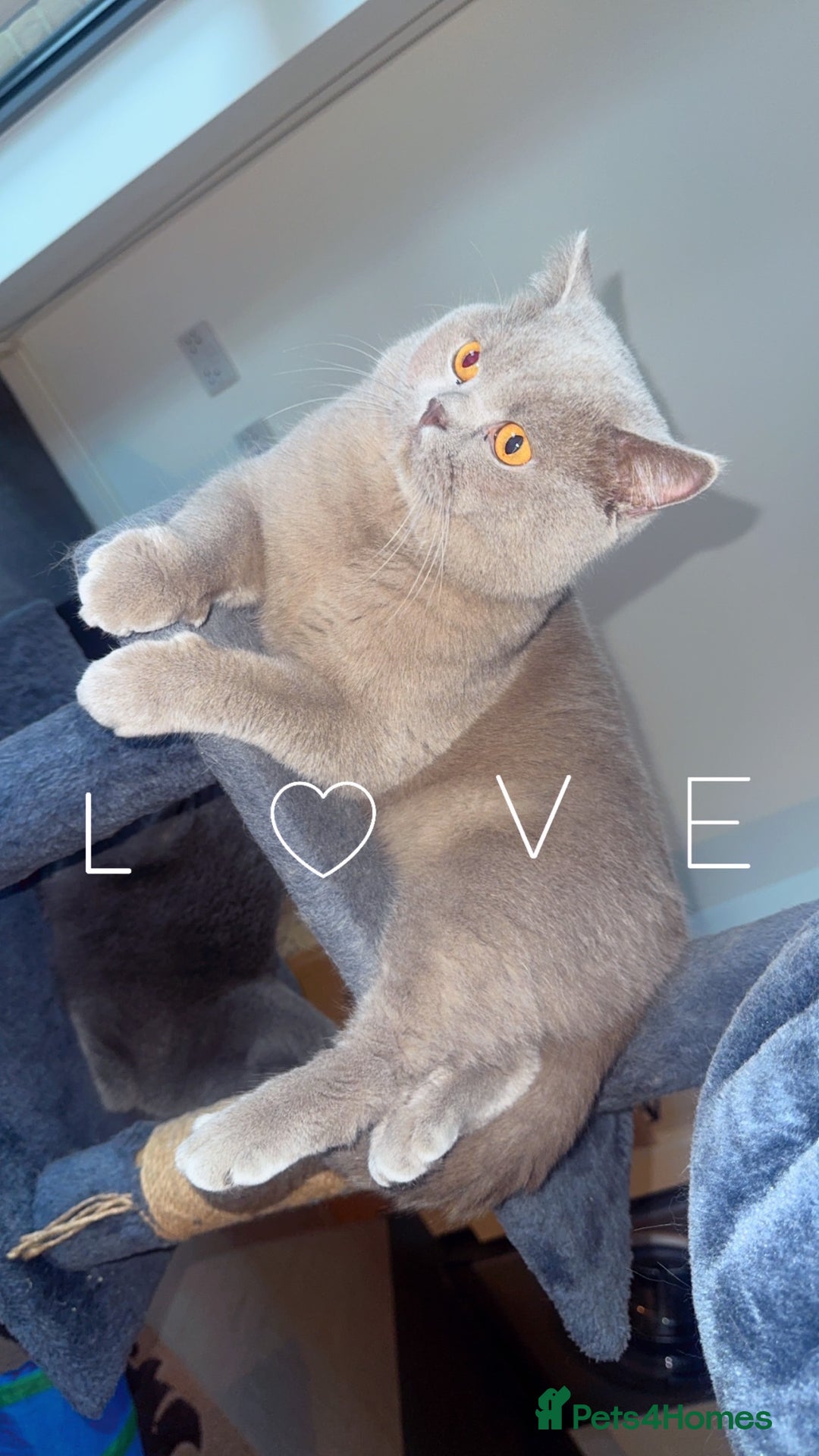 British Shorthair cats for sale: British Shorthair Cat - Advert 6