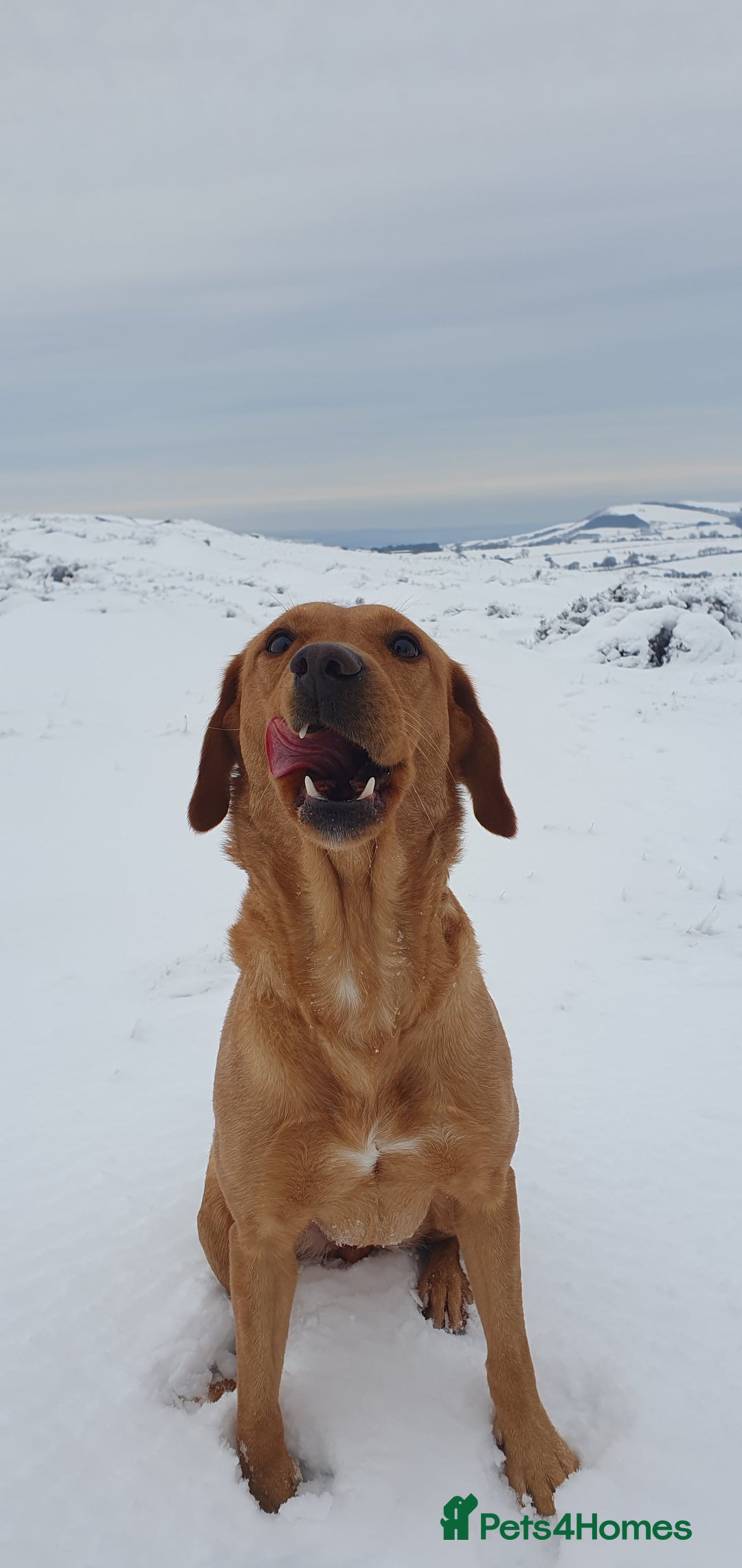 Labrador Retriever dogs for sale: Fox red Labrador - Image 22