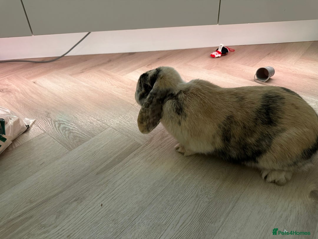 Dwarf Lop rabbits for sale: 2 Female Dwarf Lop Rabbits - Advert 5
