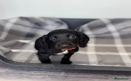 Cocker Spaniel dogs for sale: Adorable Cocker Spaniel  - Image 13