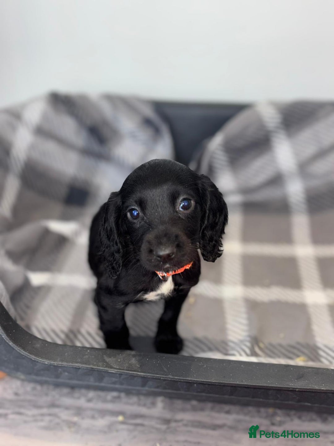 Cocker Spaniel dogs for sale: Adorable Cocker Spaniel  - Image 13