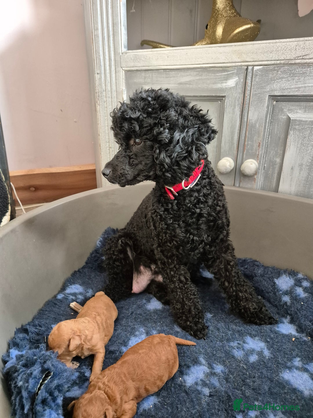 Toy Poodle dogs for sale: Toy Poodles incl. One Phantom boy - Image 11