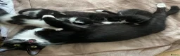 Domestic Shorthair cats for sale: Beautiful kittens ready in 5 weeks - Advert 9