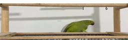 Ringnecks birds for sale: Young Talking Green Ringneck 5-6 Months Old - Advert 5
