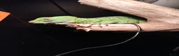 Lizard reptiles for sale: Green basilisk with full setup  - Advert 3