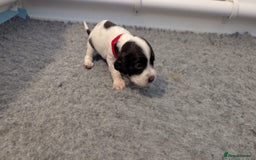 English Springer Spaniel dogs for sale: Adorable Springer Spaniel Puppies - Image 11
