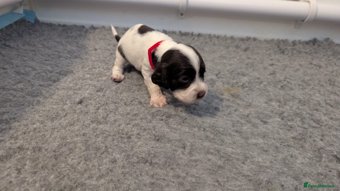 English Springer Spaniel dogs for sale: Adorable Springer Spaniel Puppies - Image 11