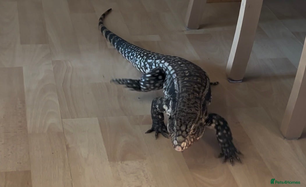 Lizard reptiles 11 month old large Black & White Tegu & enclosure - Advert 1