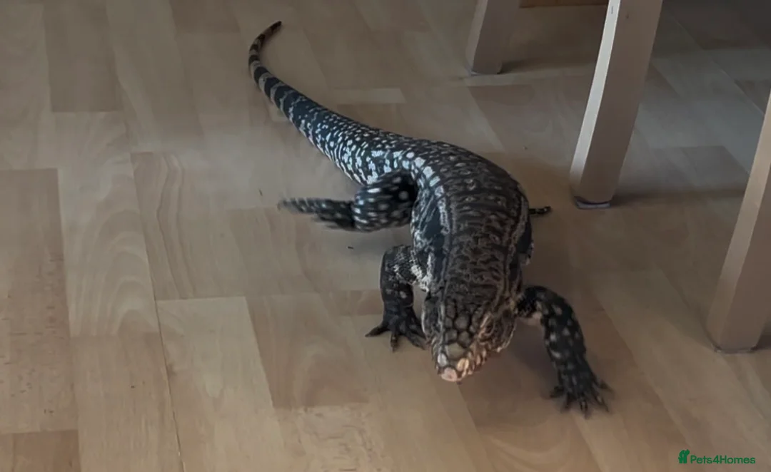 Lizard reptiles for sale: 11 month old large Black & White Tegu & enclosure in Waterlooville - Advert 1