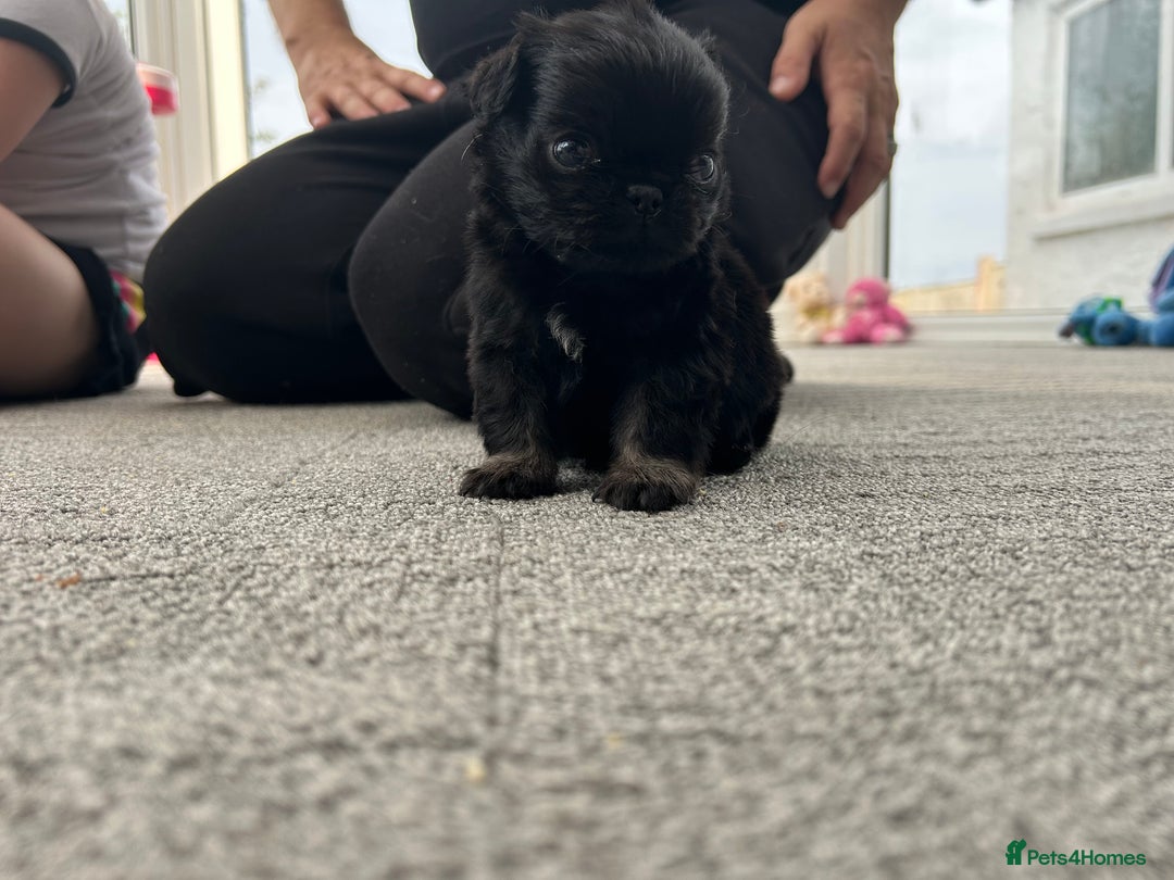 Pug dogs for sale: Fluffy Pug puppies  - Image 6
