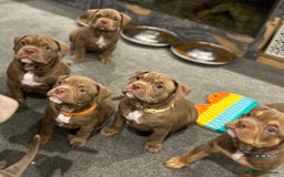 American Bully dogs for sale: Pocket bullies  ready to leave!! (Reduced) - Image 16